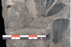 Foto (Detailansicht) von Thaumatopteris muensteri Goeppert (NHMW-GEO-2024-0188-10517)